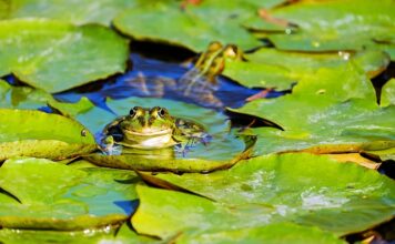 Jak nazywają się mieszkańcy Tajlandii?