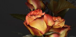 Ile w Danii za urodzenie dziecka?