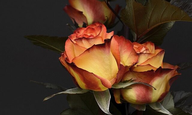 Ile w Danii za urodzenie dziecka?